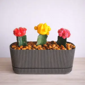 three colourfull cacti
