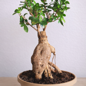 Ficus bonsai 45cm