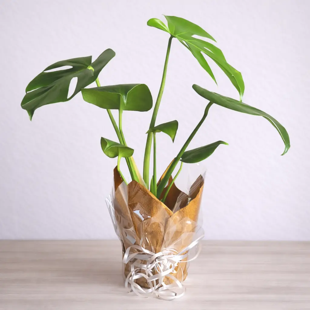 monstera pot in craft paper monstera pot in craft paper