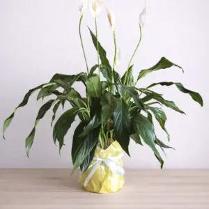 peace lilly in craft paper