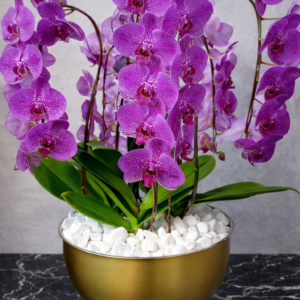 Cascading Orchids