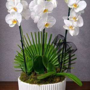 Orchid Pot